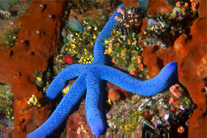 Stella marina azzurra (Linkia laevigata)
