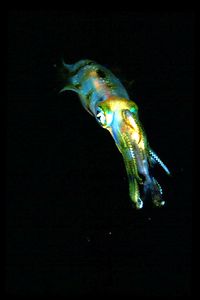 Calamaro (n.d. n.d.)