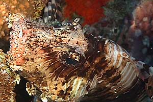 Pesce cobra (Pterois miles)