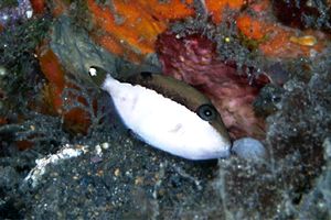 Pesce balestra mezzaluna (Sufflamen chrysopterus)