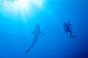 Squalo del reef caraibico (Carcharhinus perezi)