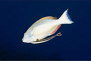 Pesce pappagallo (Sparisoma aurofrenatum)