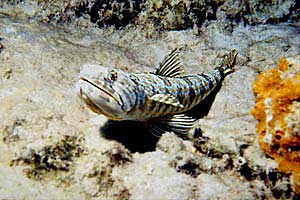 Pesce lucertola della sabbia (Synodus intermedius)