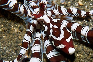 Wonderpus (Octopus species 20)