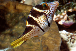 Pesce palla (Canthigaster valentini)