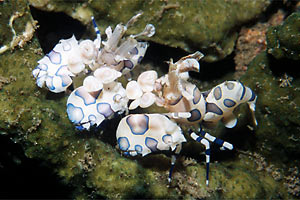 Gambero arlecchino (Hymenocera elegans)