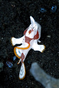 Pesce rana maculato (Antennarius maculatus)