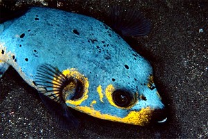 Pesce palla macchiato (Arothron nigropunctatus)
