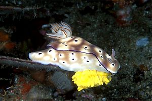 Risbecia (Risbecia tryoni)