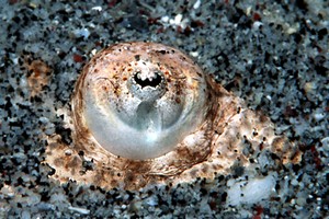 Pesce prete (Uranoscopus sulphureus)