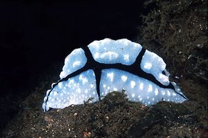 Phyllidia (Phyllidiopsis shireenae)