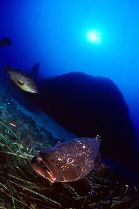 Cernia bruna (Epinephelus marginatus)