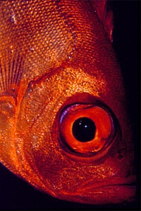 Occhio grosso (Priacanthus blochii)
