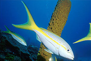 Pesce codagialla (Ocyrus chrysurus)
