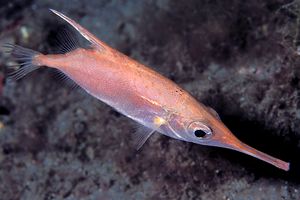 Pesce trombetta (Macrorhamphosus scolopax)