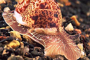 Elenco esempi di phylum molluschi