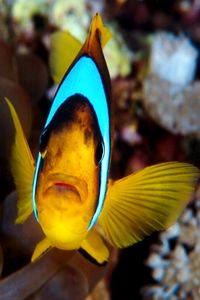 Pesce pagliaccio (Amphiprion bicinctus)