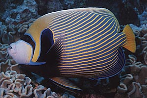 Pesce angelo imperatore (Pomacanthus imperator)