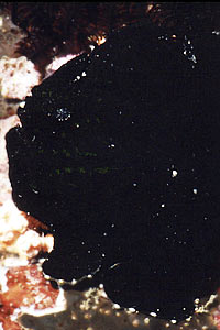 Pesce rana gigante (Antennarius commersoni)