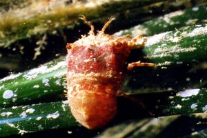 Cicala pigmea (Scyllarus pygmaeus)