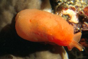 Bertella arancione (Berthella aurantiaca)