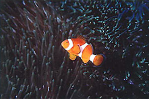 Pesce pagliaccio a tre bande (Amphiprion percula)
