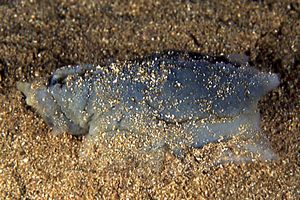 Mollusco gasteropode (n.d. n.d.)