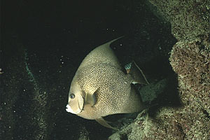 Pesce angelo grigio (Pomacanthus arcuatus)