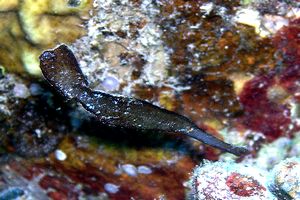 Pesce ago fantasma (Solenostomus n.d.)