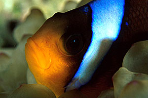 Pesce pagliaccio (Amphiprion bicinctus)