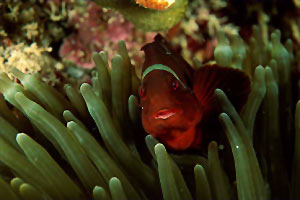 Pesce pagliaccio (Amphiprion bicinctus)