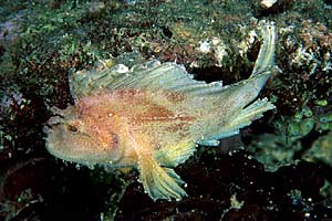 Pesce foglia (Taenianotus triacanthus)