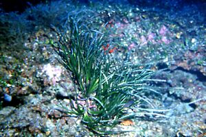 Posidonia (Posidonia oceanica)