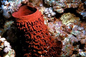Spugna barile del Mar Rosso (Xestospongia testudinaria)