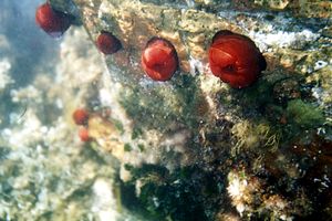 Pomodoro di mare (Actinia equina)