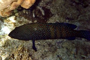 Cernia tropicale (Cephalopholis argus)