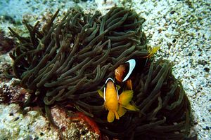 Pesce pagliaccio (Amphiprion bicinctus)