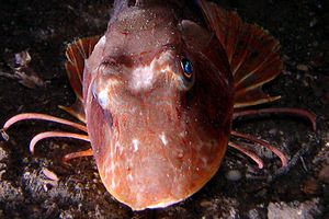 Pesce cappone (Chelidonichthys lucernus)