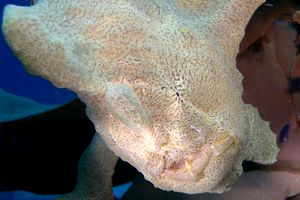 Pesce rana gigante (Antennarius commersoni)