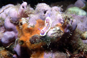 Cromodoride di Brito (Chromodoris britoi)