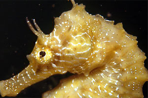 Cavalluccio marino (Hippocampus guttulatus)