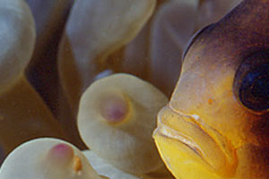 Pesce pagliaccio (Amphiprion bicinctus)