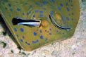 Pesce pulitore (Labroides dimidiatus)