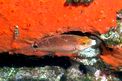 Tordo rosso (Symphodus mediterraneus)
