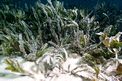 Fanerogama marina (Halophila stipulacea)