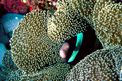 Pesce pagliaccio di Clark (Amphiprion clarkii)