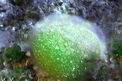 Palla verde (Codium bursa)