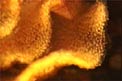 Doride dipinto (Hypselodoris picta)