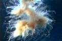 Macroplancton (Apolemia uvaria)