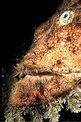 Rana pescatrice (Lophius budegassa)